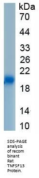 Rat Tumor Necrosis Factor Ligand Superfamily Member 13 / CD256 (TNFSF13) Protein