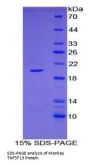 Monkey Tumor Necrosis Factor Ligand Superfamily Member 13 / CD256 (TNFSF13) Protein