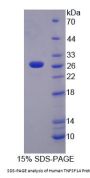 Human Tumor Necrosis Factor Ligand Superfamily Member 14 / LIGHT (TNFSF14) Protein
