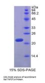 Rat Tumor Necrosis Factor Ligand Superfamily Member 14 / LIGHT (TNFSF14) Protein