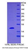 Mouse Tumor Necrosis Factor Ligand Superfamily, Member 7 (TNFSF7) Protein