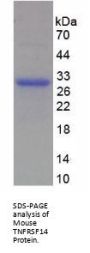 Mouse Tumor Necrosis Factor Receptor Superfamily, Member 14 (TNFRSF14) Protein