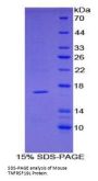 Mouse Tumor Necrosis Factor Receptor Superfamily, Member 19 Like Protein (TNFRSF19L) Protein
