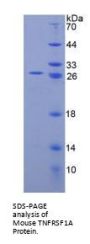 Mouse Tumor Necrosis Factor Receptor Superfamily Member 1A / CD120a (TNFRSF1A) Protein