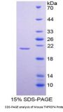Mouse Tumor Necrosis Factor Receptor Superfamily Member 4 / CD134 (TNFRSF4) Protein