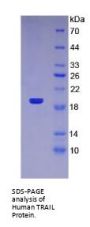 Human Tumor Necrosis Factor Related Apoptosis Inducing Ligand (TRAIL) Protein