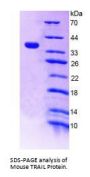 Mouse Tumor Necrosis Factor Related Apoptosis Inducing Ligand (TRAIL) Protein