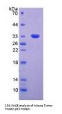 Mouse Cellular Tumor Antigen P53 (TP53) Protein