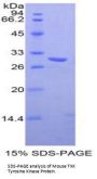 Mouse TXK Tyrosine Kinase (TXK) Protein
