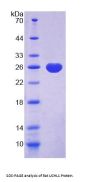 Rat Ubiquitin Carboxyl Terminal Hydrolase L1 (UCHL1) Protein