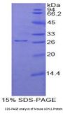 Mouse Ubiquitin Carboxyl Terminal Hydrolase L1 (UCHL1) Protein