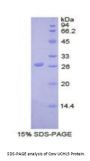 Cow Ubiquitin Carboxyl Terminal Hydrolase L5 (UCHL5) Protein