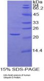 Human Ubiquitin D (UBD) Protein