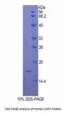 Human Mitochondrial Uncoupling Protein 2 (UCP2) Protein