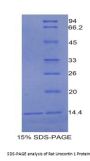 Rat Urocortin 1 (UCN1) Protein