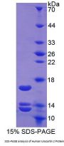 Human Urocortin 2 (UCN2) Protein