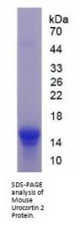 Mouse Urocortin 2 (UCN2) Protein