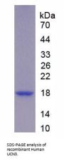 Human Urocortin 3 (UCN3) Protein