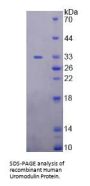 Human Uromodulin (UMOD) Protein