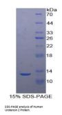 Human Urotensin 2 (UST2) Protein