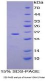 Human Vascular Cell Adhesion Molecule 1 (VCAM1) Protein