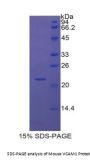 Mouse Vascular Cell Adhesion Molecule 1 (VCAM1) Protein