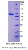 Rat Vascular Cell Adhesion Molecule 1 (VCAM1) Protein