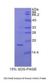 Mouse Vascular Cell Adhesion Molecule 1 (VCAM1) Protein