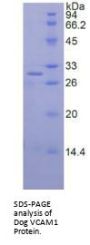 Dog Vascular Cell Adhesion Molecule 1 (VCAM1) Protein