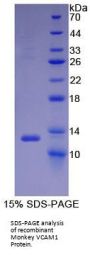 Monkey Vascular Cell Adhesion Molecule 1 (VCAM1) Protein