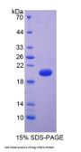 Dog Vascular Endothelial Growth Factor A (VEGFA) Protein