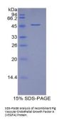 Pig Vascular Endothelial Growth Factor A (VEGFA) Protein