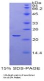 Rat Vascular Endothelial Growth Factor A (VEGFA) Protein