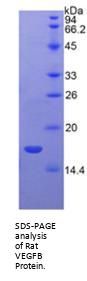 Rat Vascular Endothelial Growth Factor B (VEGFB) Protein