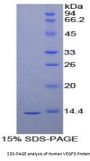 Human Vascular Endothelial Growth Factor D / FIGF (VEGFD) Protein