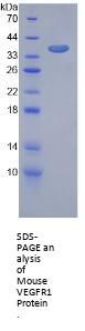 Mouse Vascular Endothelial Growth Factor Receptor 1 / VEGFR1 (FLT1) Protein