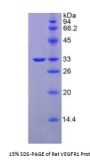 Rat Vascular Endothelial Growth Factor Receptor 1 / VEGFR1 (FLT1) Protein