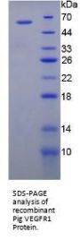 Pig Vascular Endothelial Growth Factor Receptor 1 / VEGFR1 (FLT1) Protein