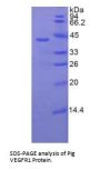 Pig Vascular Endothelial Growth Factor Receptor 1 / VEGFR1 (FLT1) Protein