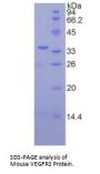 Mouse Vascular Endothelial Growth Factor Receptor 2 / VEGFR2 (KDR) Protein