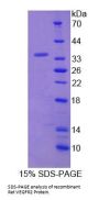 Rat Vascular Endothelial Growth Factor Receptor 2 / VEGFR2 (KDR) Protein