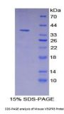 Mouse Vascular Endothelial Growth Factor Receptor 3 / VEGFR3 (FLT4) Protein