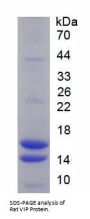 Rat Vasoactive Intestinal Peptide (VIP) Protein