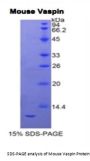 Mouse Serpin A12 (SERPINA12) Protein