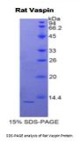 Rat Serpin A12 (SERPINA12) Protein