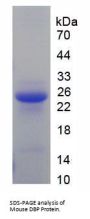 Mouse Vitamin D Binding Protein (DBP) Protein