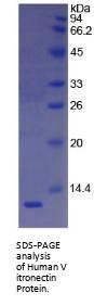 Human Vitronectin (VTN) Protein