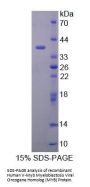 Human V-Myb Myeloblastosis Viral Oncogene Homolog (MYB) Protein