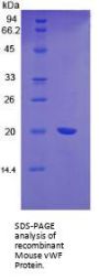 Mouse Von Willebrand Factor (vWF) Protein