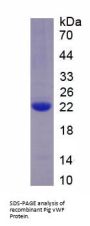 Pig Von Willebrand Factor (vWF) Protein